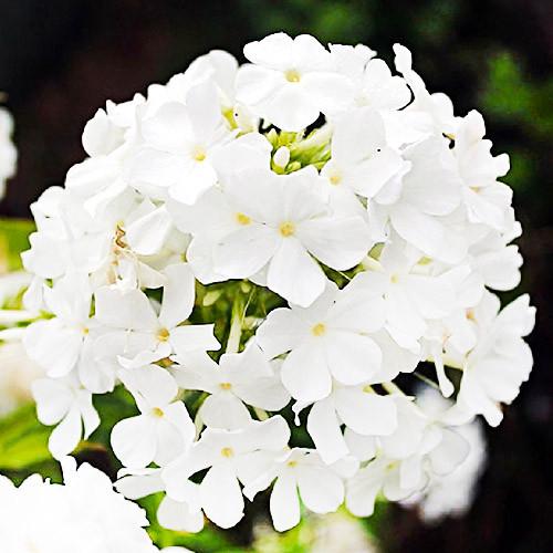 Флокс Florium Fujiyama (3180)