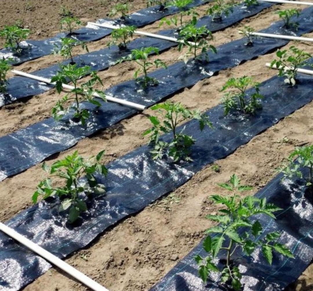 Агротканина Growtex 100 г/м2 3,4х25 м - фото 3 Агротканина Growtex 100 г/м2 3,4х25 м - фото 3