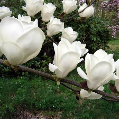 Магнолія 5-річна Білий (5569) - фото 2 Магнолія 5-річна Білий (5569) - фото 2