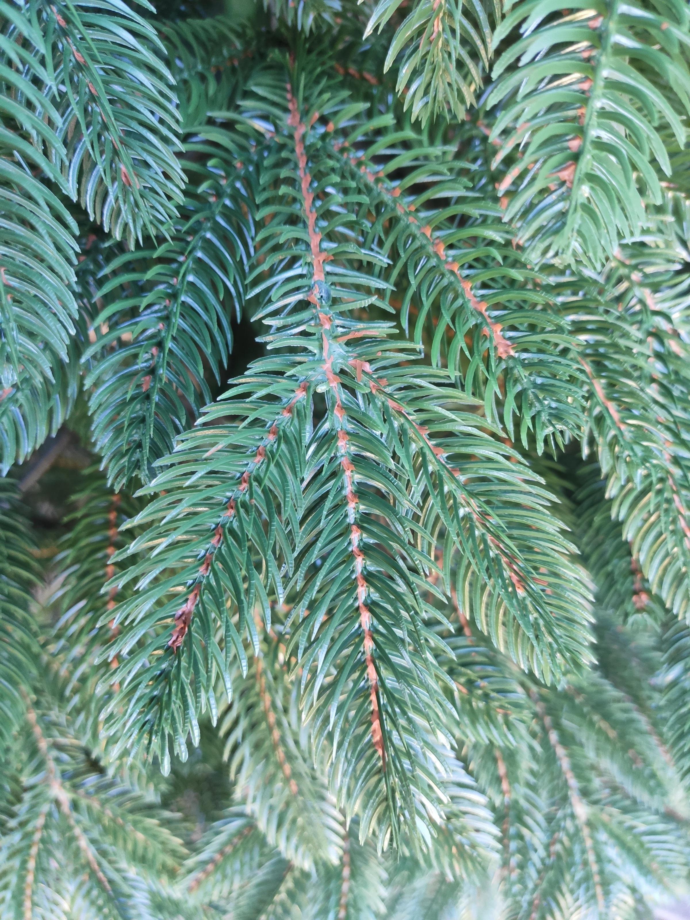 Ялинка лита Хатинка Швейцарська штучна з металевою розбірною підставкою 1,80 м Блакитний (ШвейБ-180) - фото 2 Ялинка лита Хатинка Швейцарська штучна з металевою розбірною підставкою 1,80 м Блакитний (ШвейБ-180) - фото 2