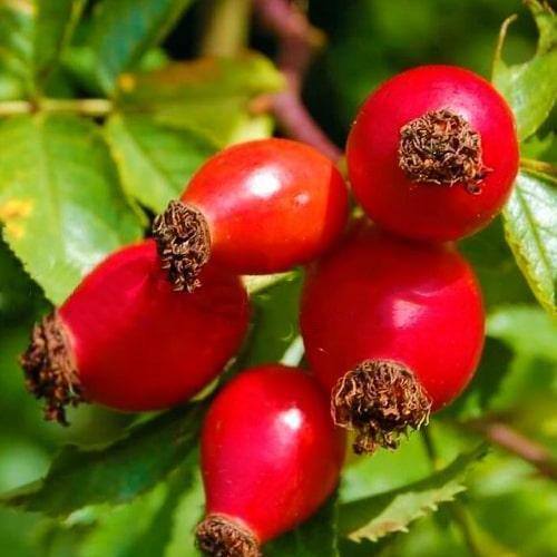 Саджанець Шипшина ягідне безшипне Тигрове око Eye of the tiger полівітамінний крупноплідний морозостійкий сорт (103577)