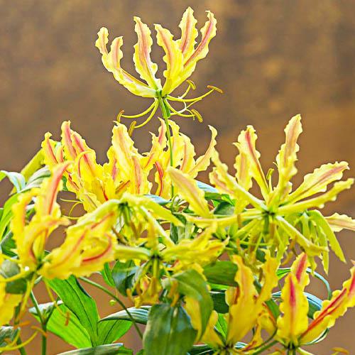 Глориоза Florium Sparkling Stripe (11744)