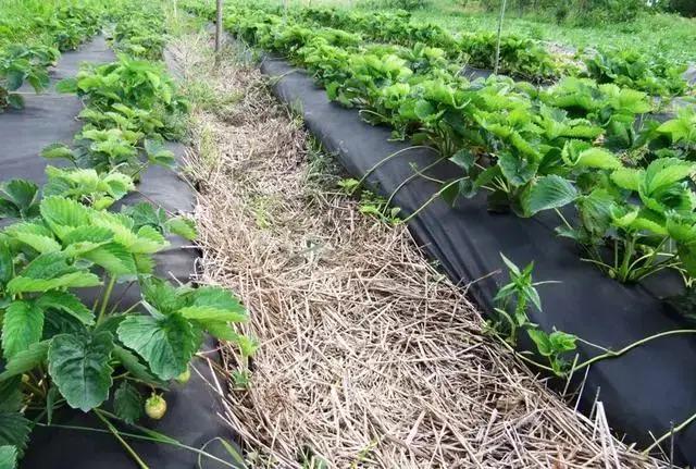 Агроволокно мульчальное Greentex Р50 1, 60x10 м Черный (25247099) - фото 4