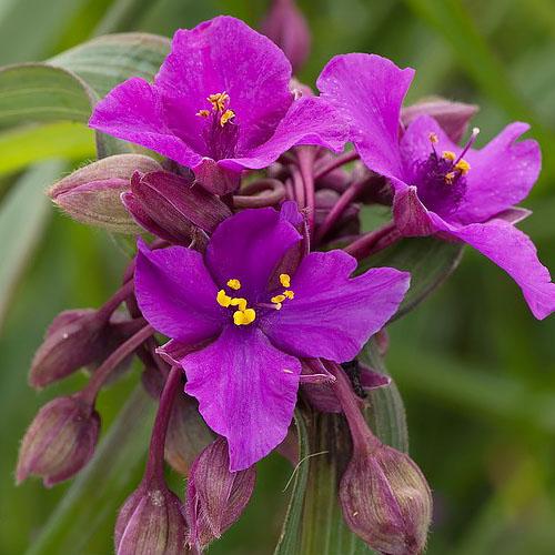 Традесканція Florium Concord Grape (4702)