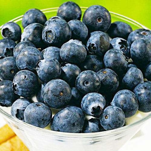 Черника Florium Сиерра (18294)