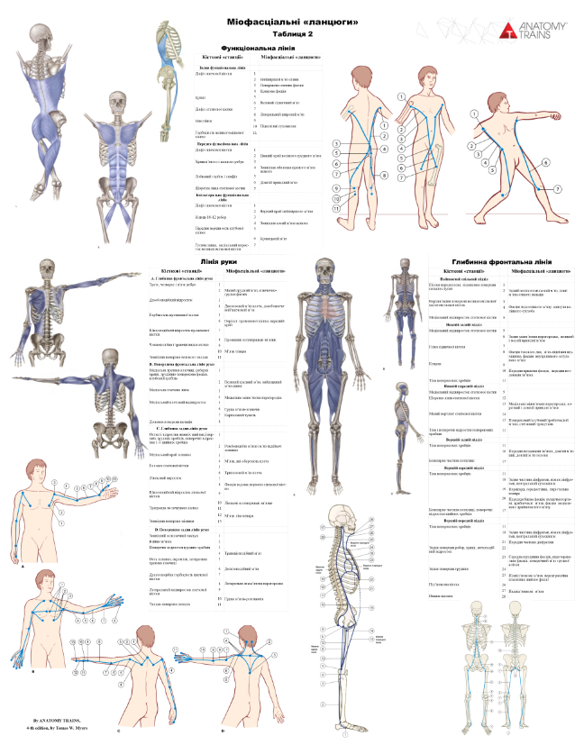 Анатомічний плакат Міофасціальні ланцюги ч. 2 50x64,5 см (0036)