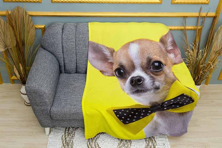 Плед Chihuahua with a tie on a yellow background плюш двухслойный 150х210 см (113463-3)