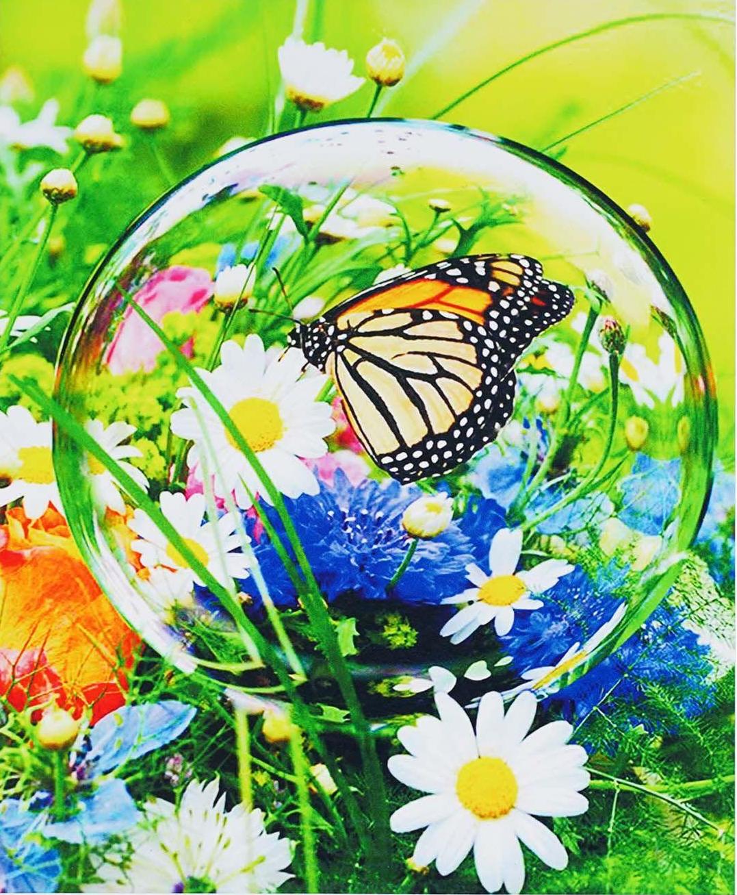 Алмазна мозаїка-картина за номерами TK Group B 72716/30 Метелик в коробці 40х50 см (24710283)