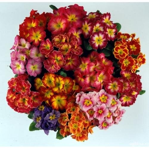 Семена цветов Примула Bellissima F1 Bicolour & Tricolour Mixed (BN04911-2)