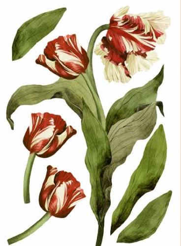 Декоративная наклейка Арт-Декор 41 Тюльпаны 2 50х70 см (2000000536576)