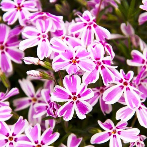 Флокс Florium Kimono Pink-White (13062)