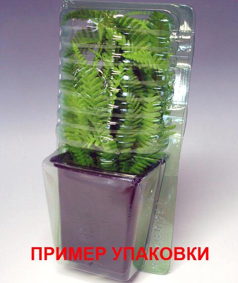Пузыреплодник Florium Red Baron (3538)