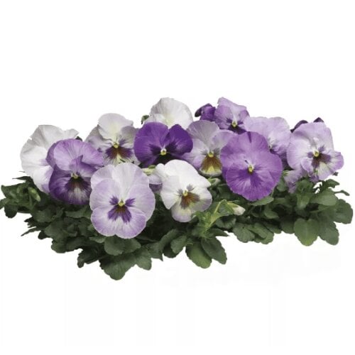 Семена цветов Виола Delta F1 Purple Surprise Syngenta 1000 шт. (BN13557)