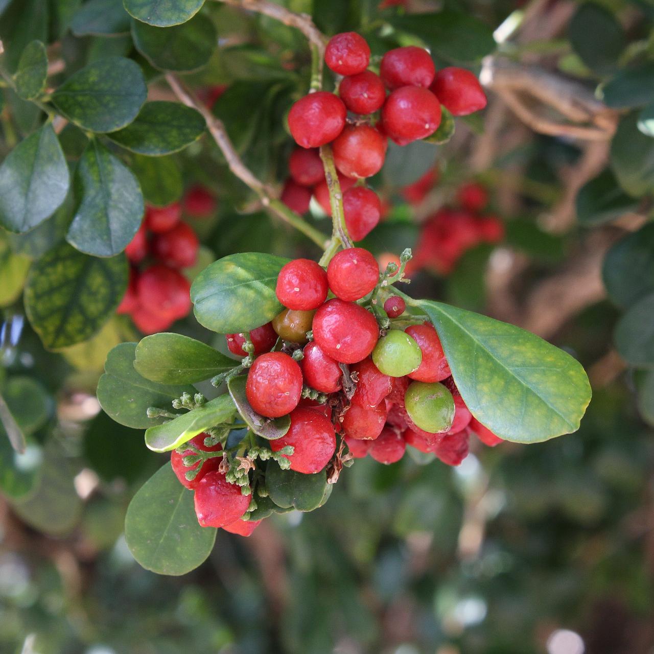 Муррайя метельчатая Murraya paniculata - фото 6