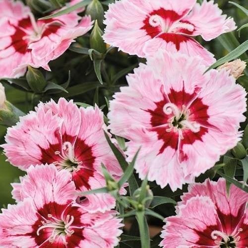 Семена цветов Гвоздика китайская Hem Genetics Diana radiant scarlet 250 шт. (BN13091-2)