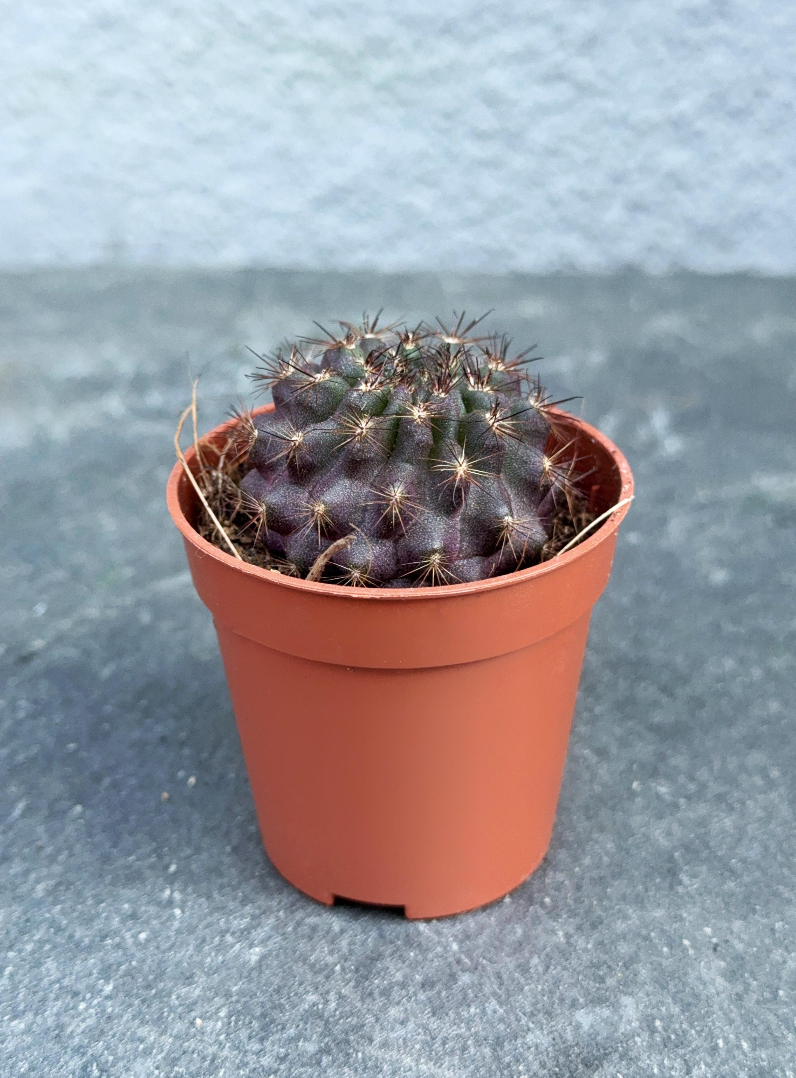 Сукулент Копиапоа смиренный Copiapoa humilis 5 см