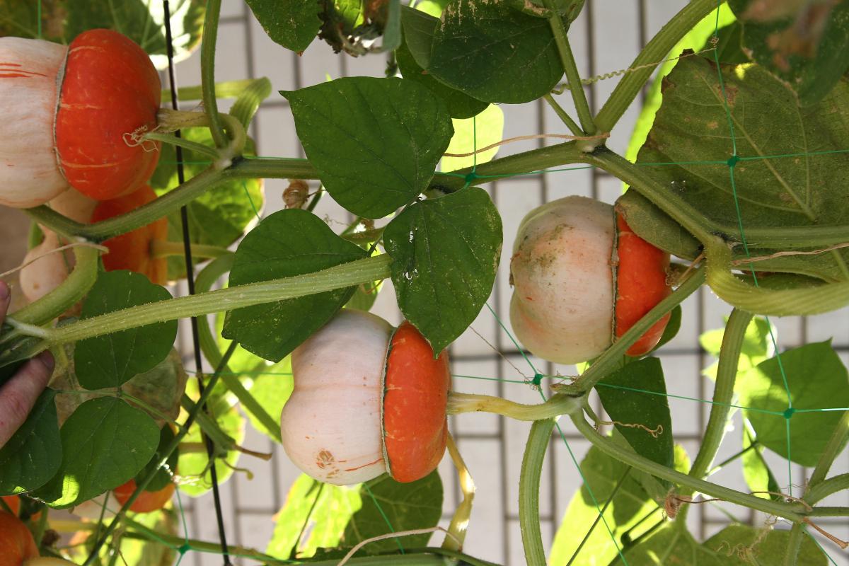 Семена Тыква мини Тюрбан для декора турецкий желудь декоративная 10 шт. - фото 2