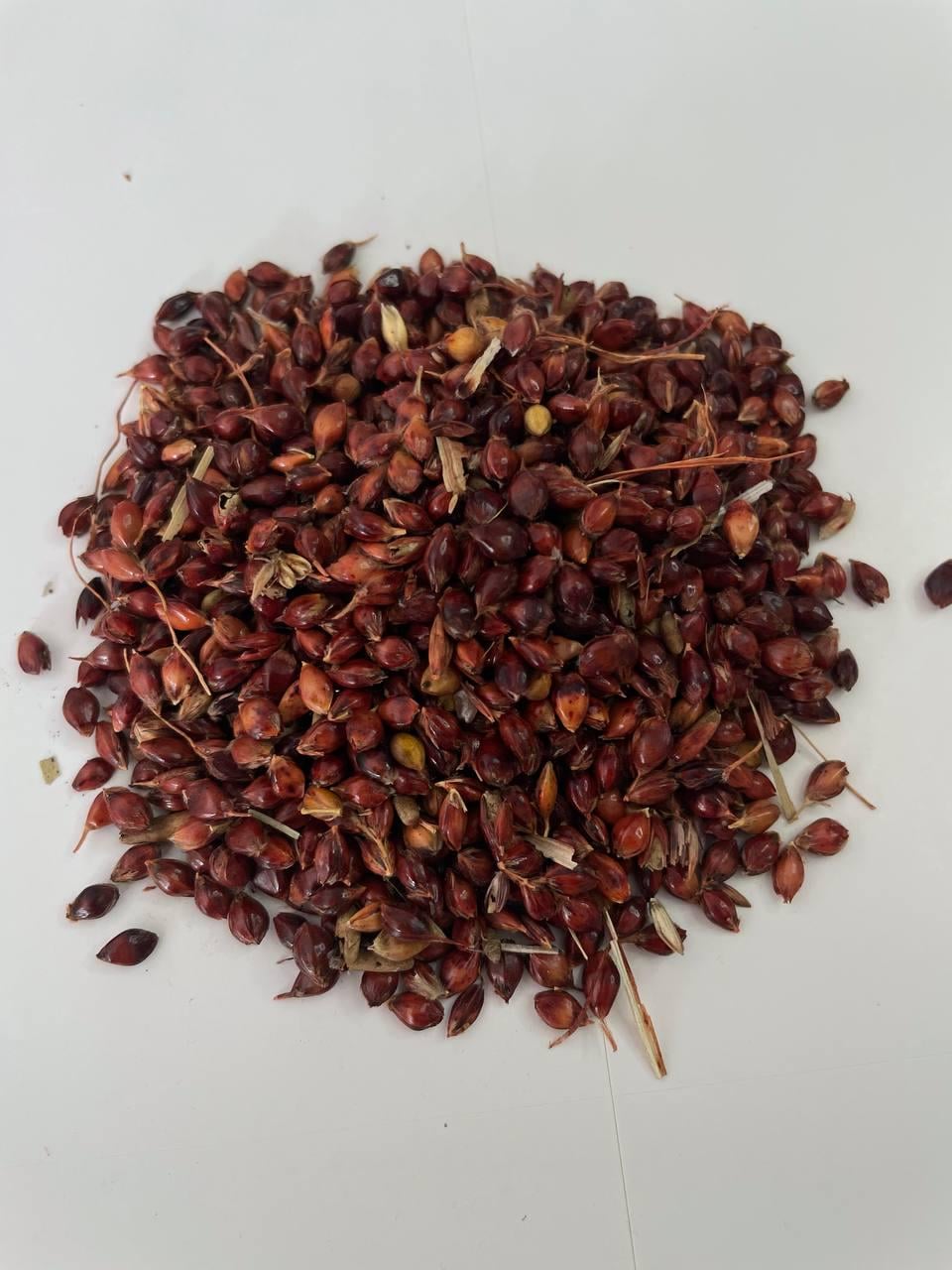 Сорго віничне 10 кг (25238474)