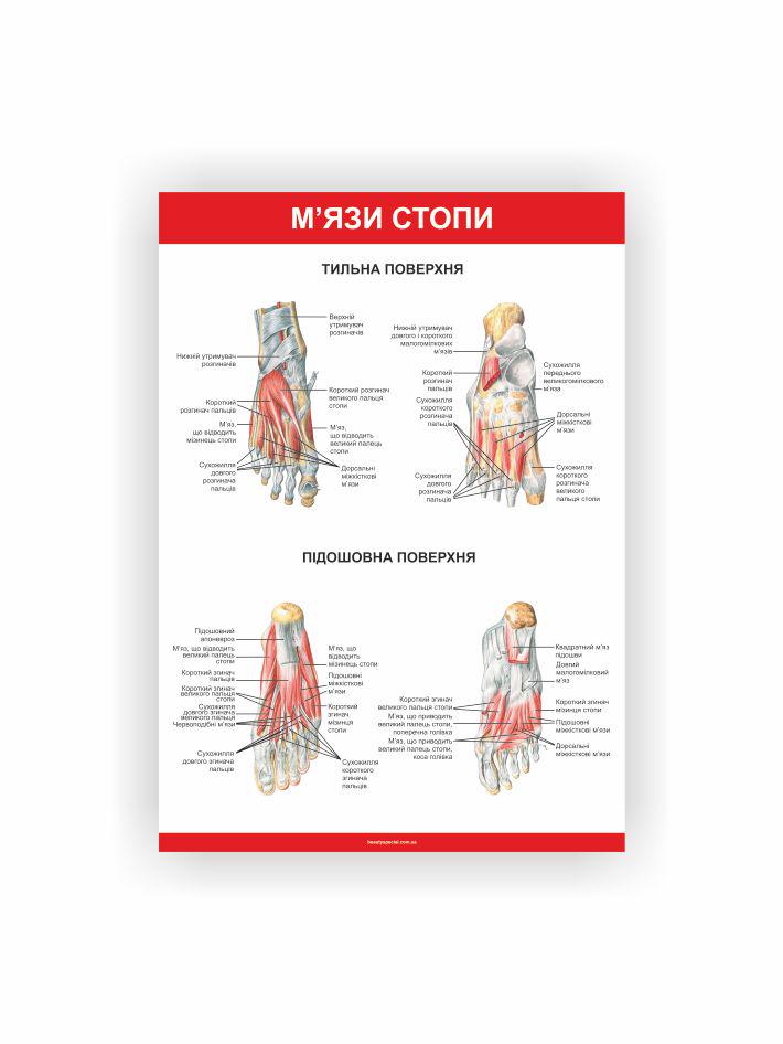 Плакат Vivay Мышцы стопы 30х40 см (25671232)