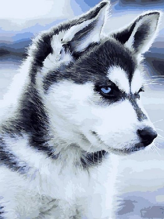 Картина по номерам Brushme Щенок Хаски 40х50 см GX21714 Картина по номерам Brushme Щенок Хаски 40х50 см GX21714