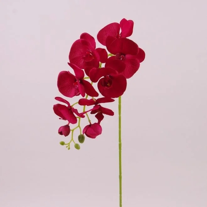 Цветок Фаленопсис Flora Красный (72792)
