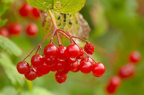 Калина обыкновенная Viburnum opulus 5 шт. (38276483)