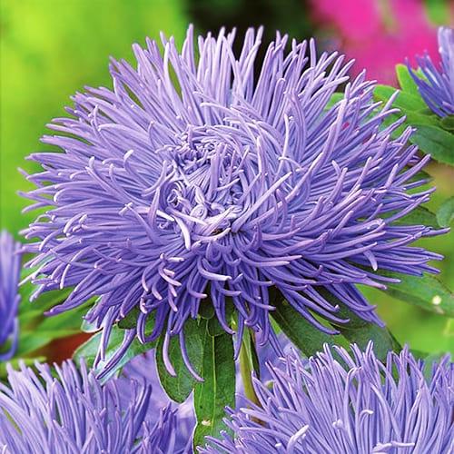 Семена Астра Florium игольчатая Эля (12305)