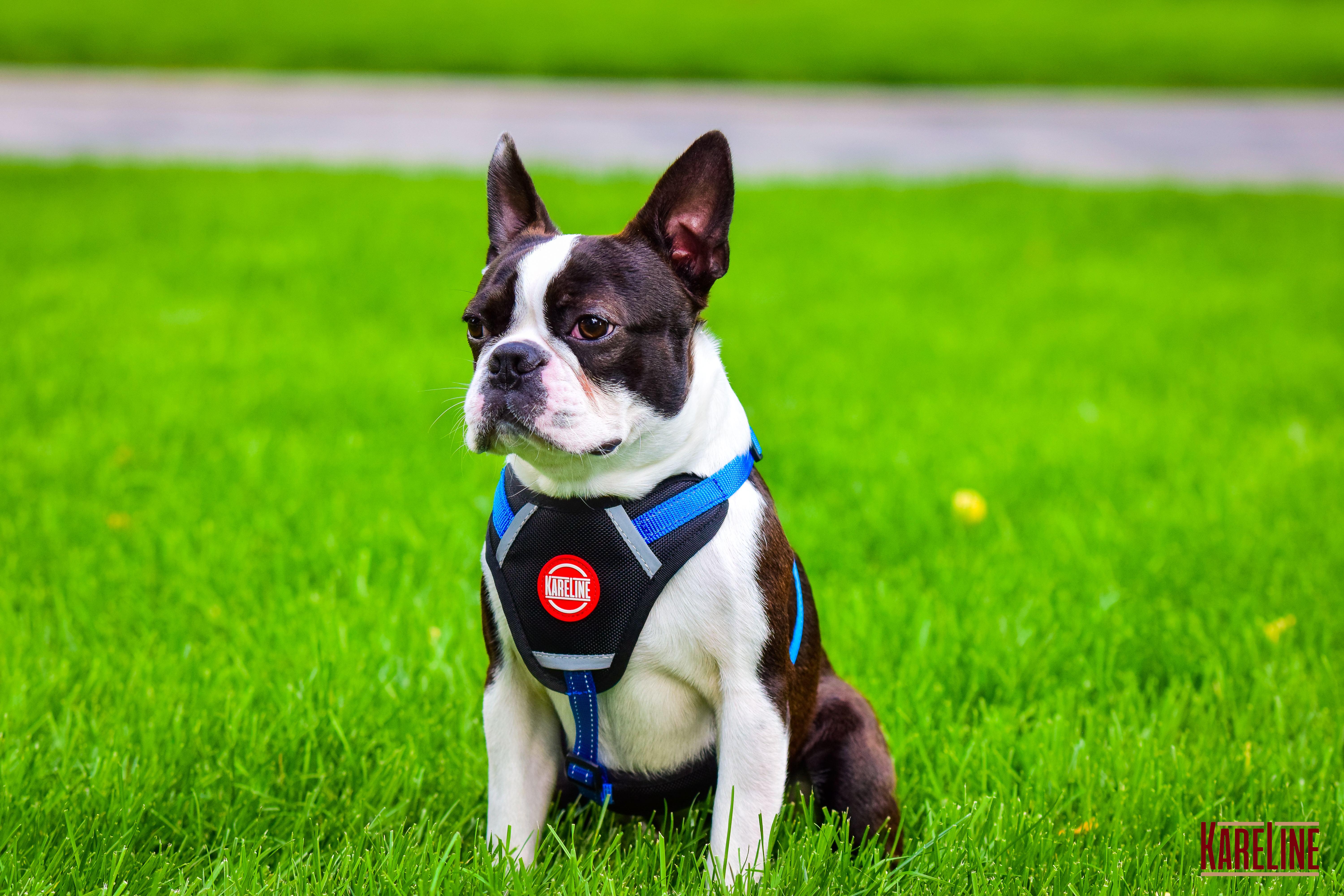 Шлея KareLine из нейлона с пластиковой пряжкой 20 мм А:400-600 мм В:500-630 мм Синий (0883/7) - фото 5