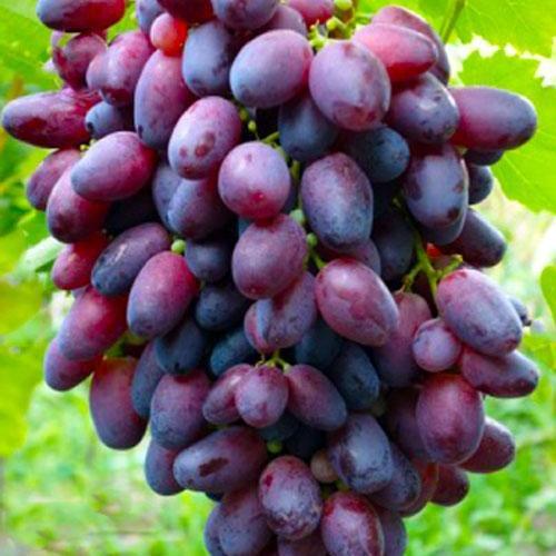 Сажанець Ексклюзив Виноград оксамитово-червоний Перший промінь преміальний столовий сорт сверхраннего терміну дозрівання (48073)