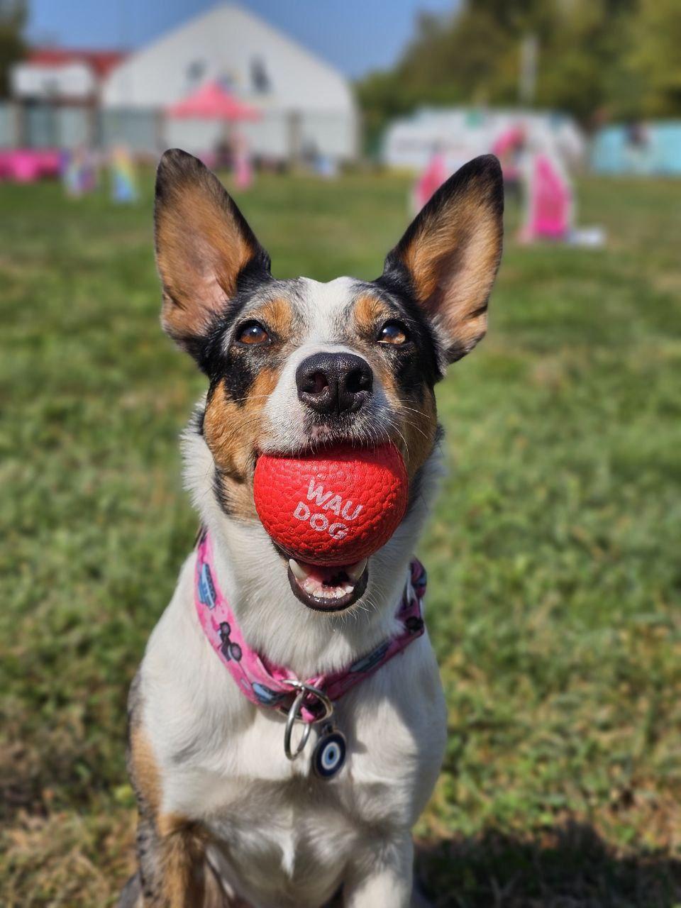 Іграшка для собак Waudog Fun Red Ball (6001) - фото 10 Іграшка для собак Waudog Fun Red Ball (6001) - фото 10