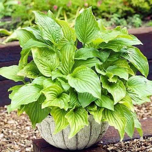 Хоста Florium Royal Standard (4768)