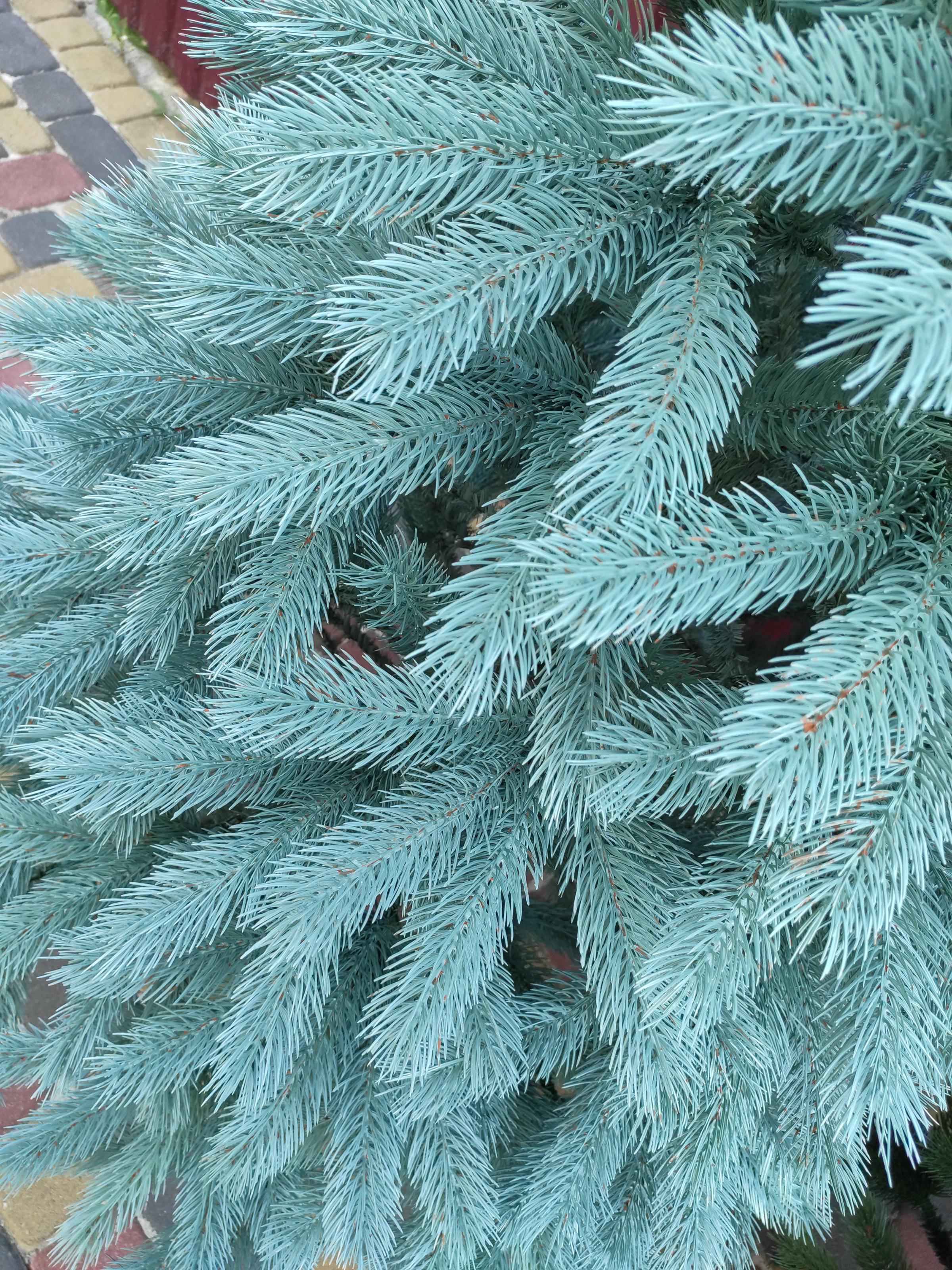 Ялинка лита штучна Хатинка Буковельська лита з металевою підставкою 1,80 м Блакитний (БукГ-180) - фото 4 Ялинка лита штучна Хатинка Буковельська лита з металевою підставкою 1,80 м Блакитний (БукГ-180) - фото 4