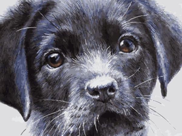 Картина по номерам Josef Otten Животные Песик 40х50 см в термопакете (6293EOTG_O-mt)