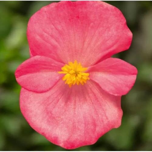 Насіння квітів Бегонія вічноквітуча Bada Bing Swift F1 Rose Syngenta 50 шт. (BN13403-3)