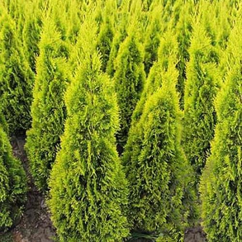 Саженцы туя западная Jantar Thuja occidentalis в горшке 0,5 л