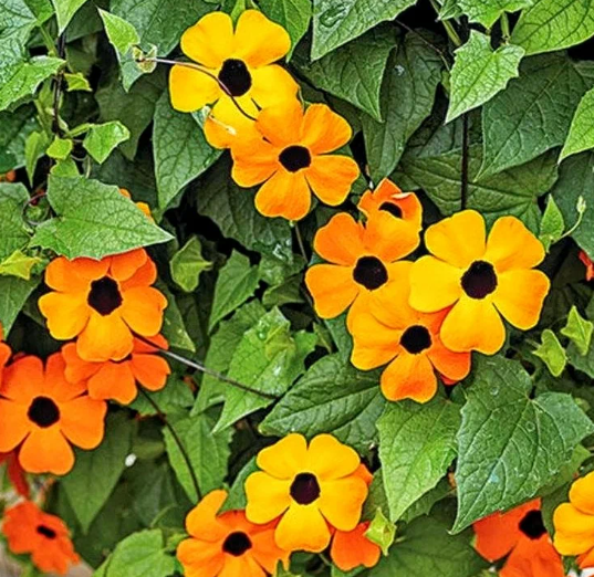 Семена Тунбергия Сюзанна Профессиональные семена ТД Гекса-Украина 02-01-103 8 шт. (IR003071)