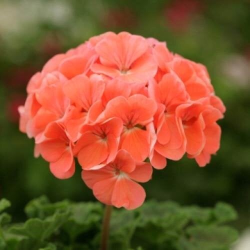 Семена цветов Пеларгония Dancer F2 Salmon Floranova 250 шт. (BN07758-2)