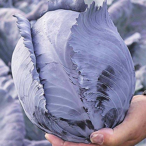 Насіння Капуста Florium Червонокочанна Рексома F1 (4196) - фото 2 Насіння Капуста Florium Червонокочанна Рексома F1 (4196) - фото 2