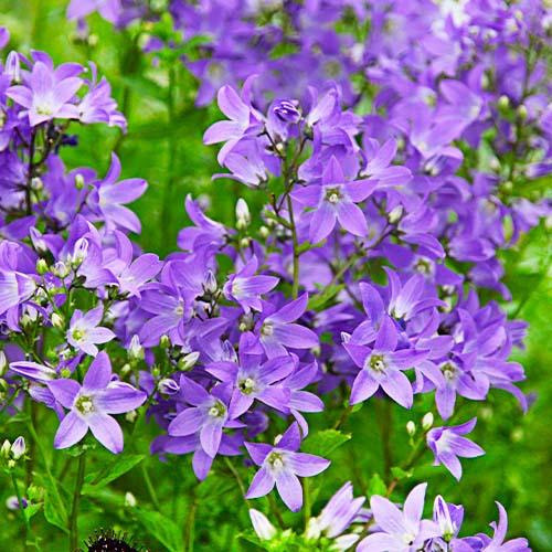 Кампанула Florium Prichard's Variety (7667)