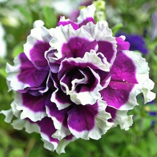 Семена цветов PanAmerican Петуния крупноцветковая PIROUETTE F1 Purple 250 шт. (BN01919-2)