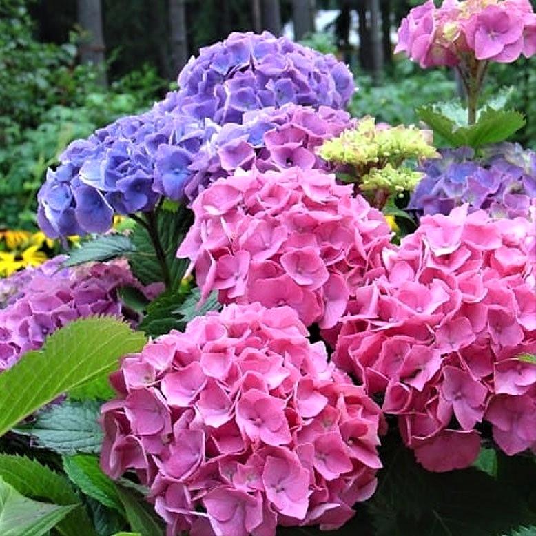 Саженец гортензии крупнолистной Hydrangea macrophylla Forever & Ever Double Pink/Blue Р9 (1531688622)