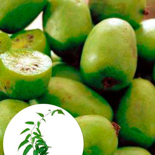 Сажанець Ексклюзив Актинідія золотисто-зеленого відтінку Тиха Гавань Quiet harbor преміальний плодоносний самозапильний морозостійкий сорт (47684) Сажанець Ексклюзив Актинідія золотисто-зеленого відтінку Тиха Гавань Quiet harbor преміальний плодоносний самозапильний морозостійкий сорт (47684)