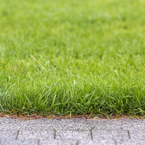 Газонная трава Райграс литовский сорт Касеро1 кг (24131700) - фото 2