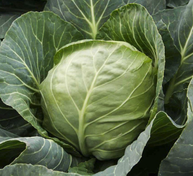 Насіння Капуста білокочанна Етма F1 ТД Гекса-Україна 01-06-148 калібр 1000 шт. (IR02502)