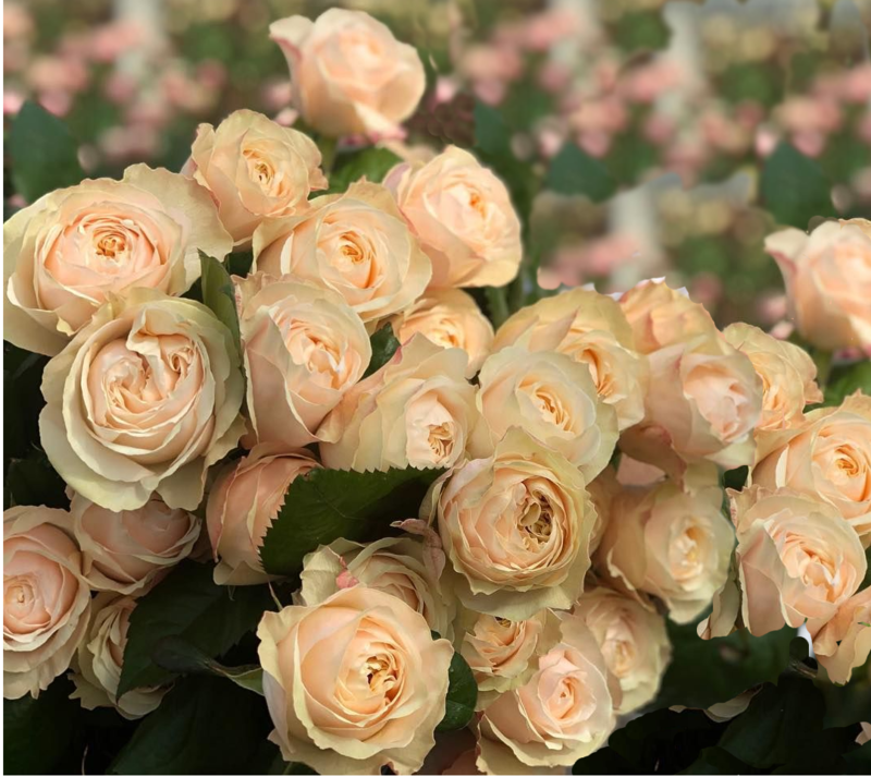 Роза Velet Victorian Peach Чайно-гибридная в контейнере (2558773571)