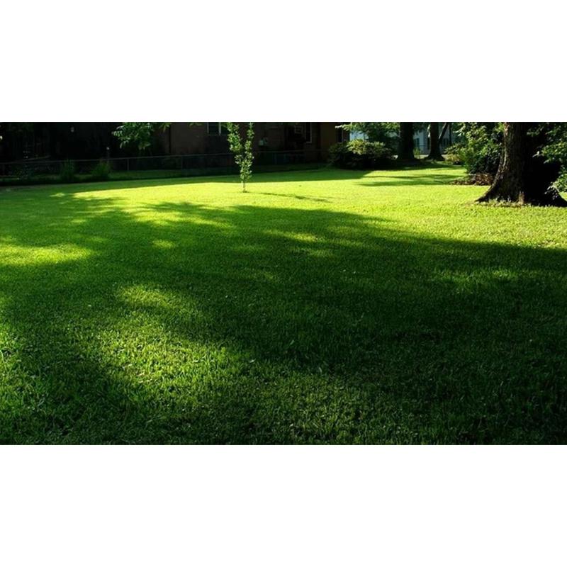 Семена газонной травы Трави України теневые 8 кг - фото 5 Семена газонной травы Трави України теневые 8 кг - фото 5