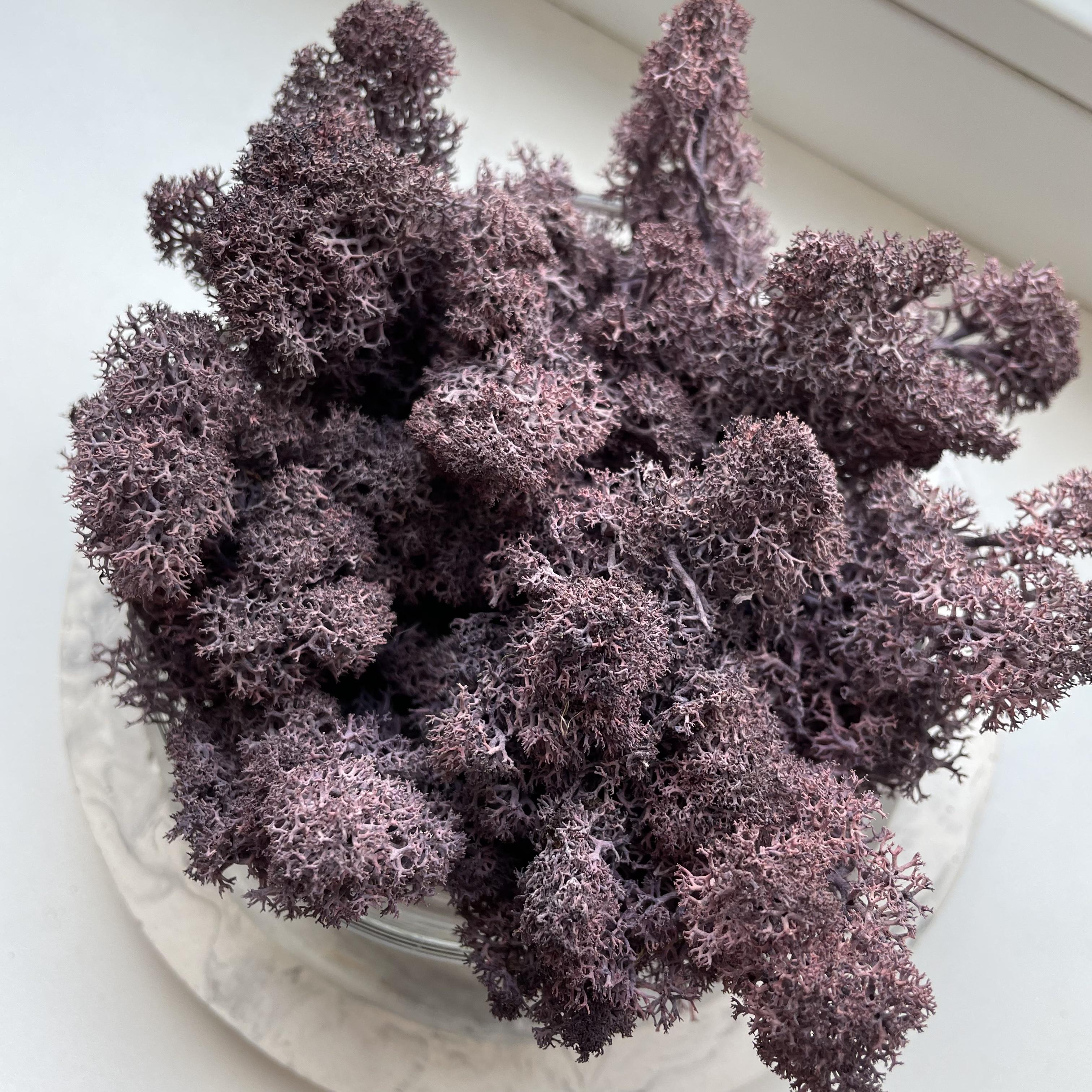 Стабілізований мох норвезький ягель 2 кг Фіолетовий (27363035) - фото 3 Стабілізований мох норвезький ягель 2 кг Фіолетовий (27363035) - фото 3