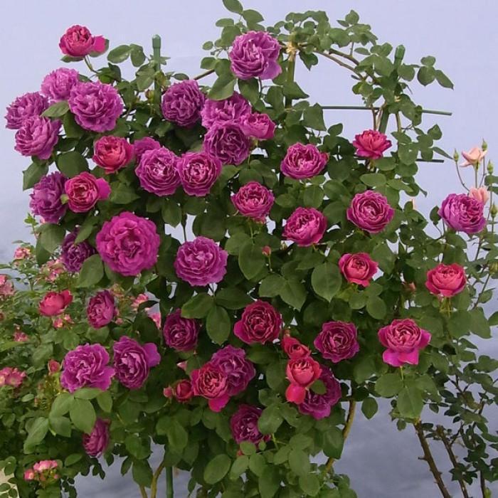 Роза Velet Rose Baron Girod de L’Ain Старинные (2558773409)