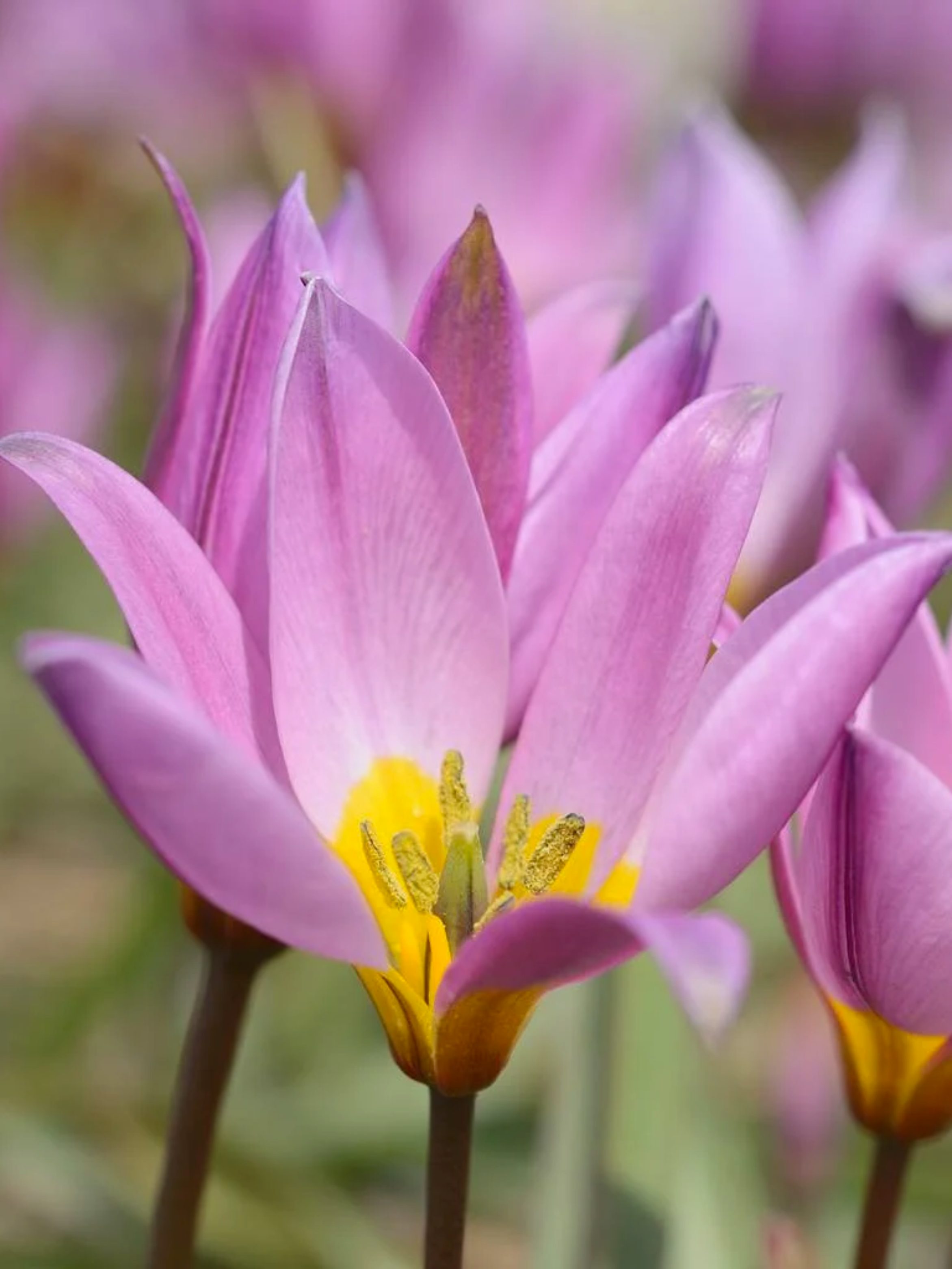Луковицы цветов Тюльпани Humilis 5 шт. (4061)