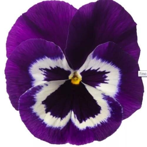 Семена цветов Виола Fino F1 Violet Face Syngenta 100 шт. (BN13563-3)